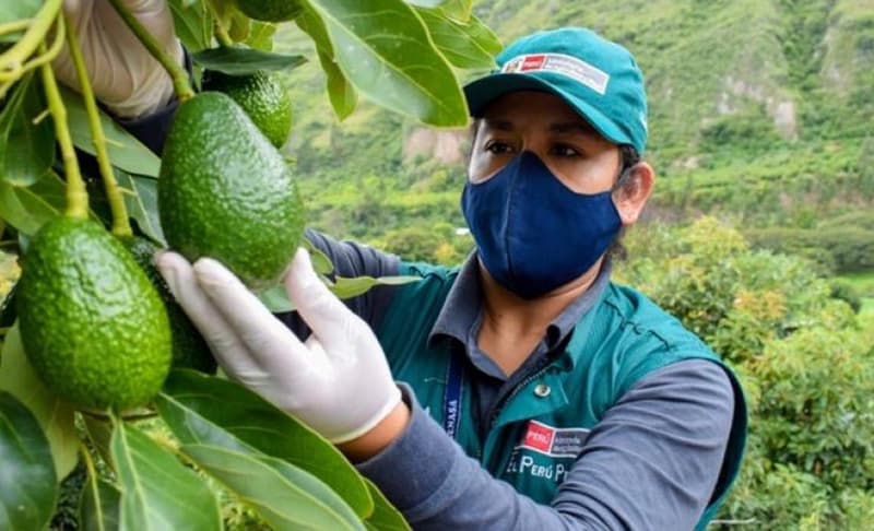 images/1697011034348Aguacates peruanos, arándanos y anomalías climáticas de El Niño afectan importación y exportación de frutas1.jpg